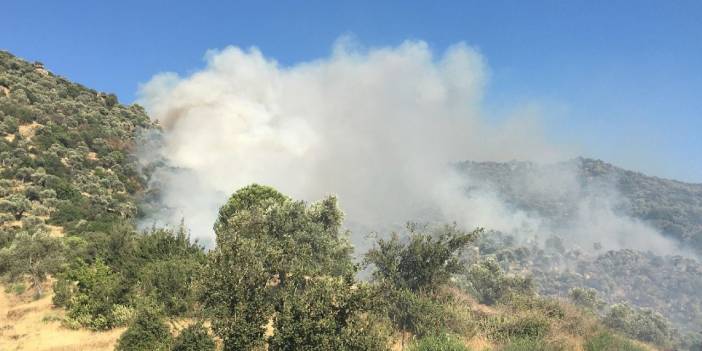 Buğday tarlasındaki yangın zeytinliğe sıçradı