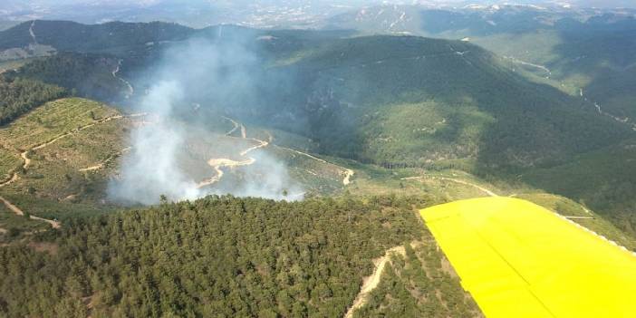 Akhisar'da orman yangını