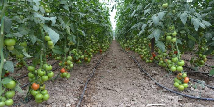 Domates üreticileri: Bindik alamete gidiyoruz kıyamete