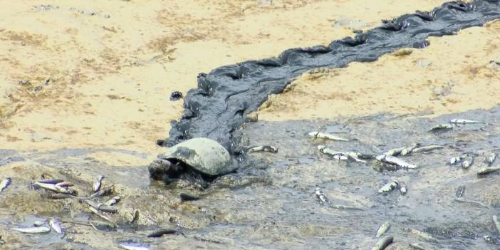 Silivri'de balık ölümlerine inceleme