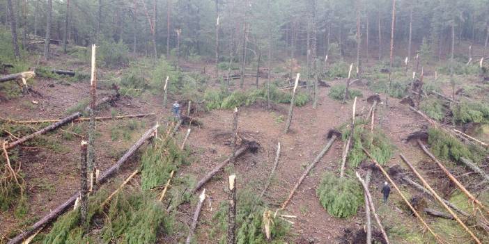 Kütahya'da fırtına: Ormanda ağaçlar devrildi