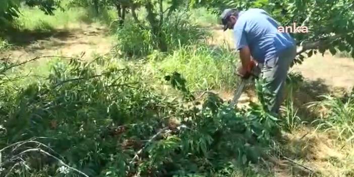 Çiftçi, kiraz fiyatı maliyetini karşılamayınca ağaçlarını kesti
