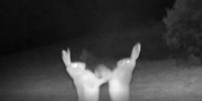 Tavşanların kavgası fotokapan ile görüntülendi