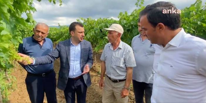 Üzüm bağları zarar gören çiftçi isyan etti: Diğer bağlarımı nasıl sigorta yaptıracağım