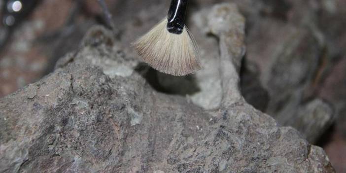 Kanada'da 30 bin yıllık bozulmamış yavru mamut bulundu