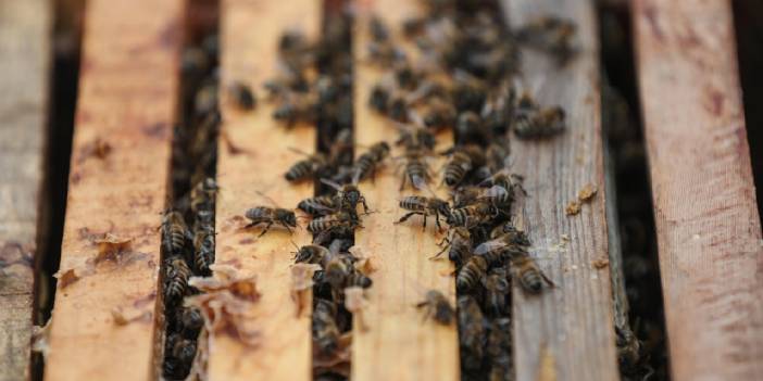 Besin zincirinde bozulma: Yiyecek bir şey kalmayacak