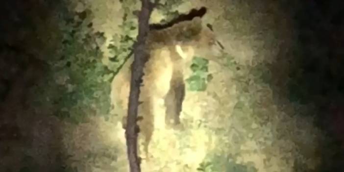 Arı kovanlarını ayı saldırısından Mozart'ın aryasıyla korudu