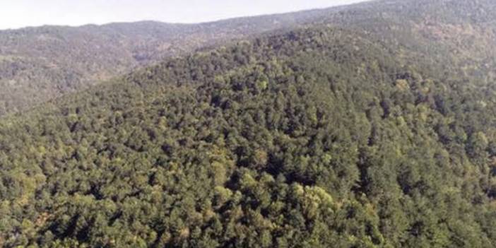 Vali Yerlikaya duyurdu: İstanbul'da ormana girişler yasaklandı