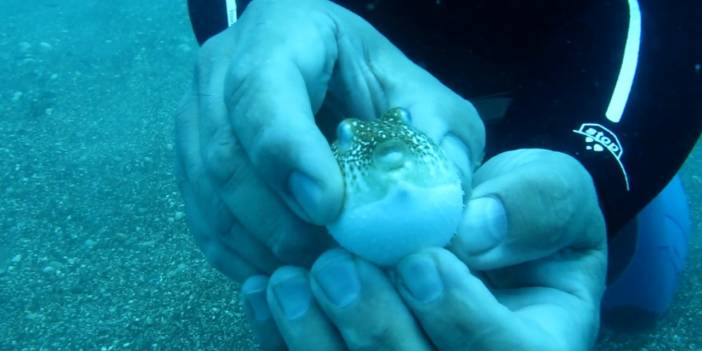 Balon balıkları, besin için dalgıçları takip ediyor