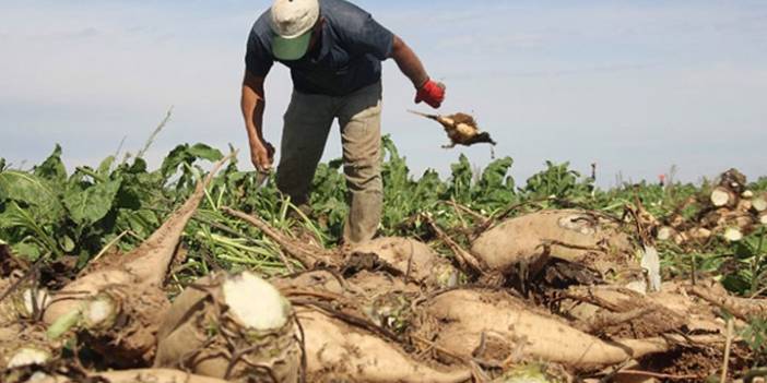 CHP'li Gürer: Şekerde büyük bir oyun dönüyor