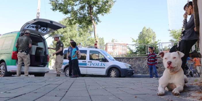 Terk edilen Pitbull'u evine götürürken polise yakalandı
