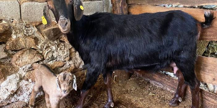 Kurbanlık aldıkları keçi doğum yapınca kesmekten vazgeçti