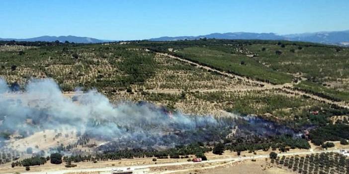 Bergama'daki yangın ağaçlandırma sahasına sıçradı