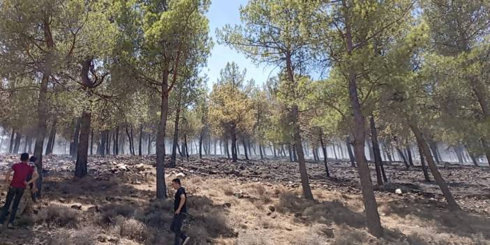 Hatay'da orman yangını: 30 dönüm alan zarar gördü