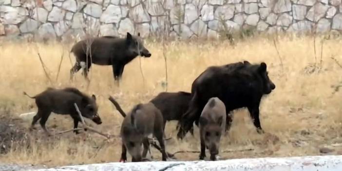 Domuzlar tatil bölgesine indi