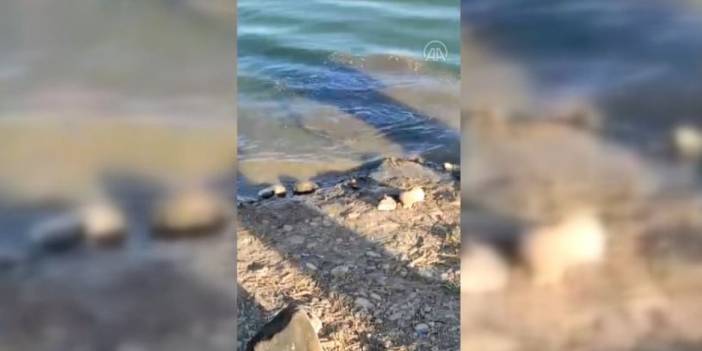 Nesli tükenen Fırat kaplumbağası görüntülendi