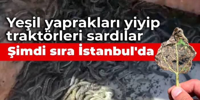Trakya'dan sonra 'çayır tırtılı' kabusu sırası İstanbul'da