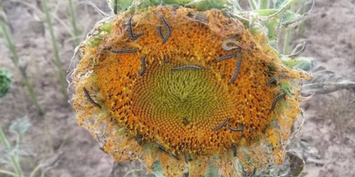 Tırtıl istilası TBMM gündeminde