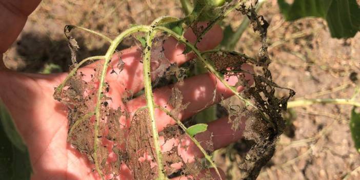 'Çayır tırtılı', Manyas'taki ayçiçeği tarlalarını da istila etti