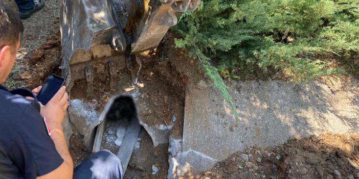 Köpek ve yavruları zifte yapıştı: 3'ü öldü