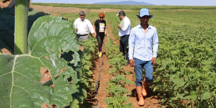 Trakya, Bursa, İstanbul... Çayır tırtılı şimdi de Eskişehir'de
