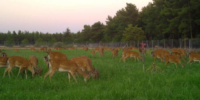 Nesli tehlikedeki alageyiklerden iyi haber: İlk kez 30 yavru