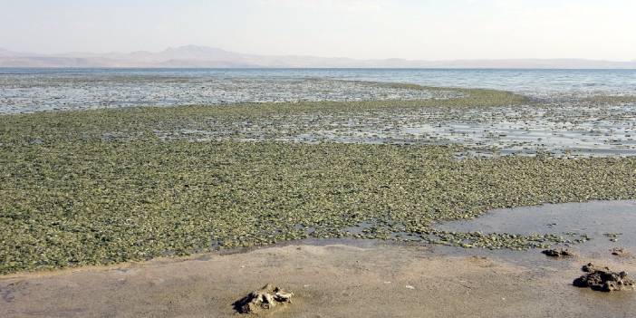 Van Gölü'nde yosunlaşma tehlikesi