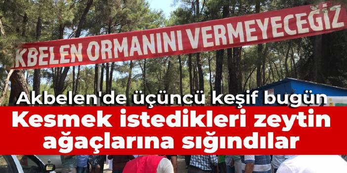 Akbelen'de üçüncü keşif bugün: Kesmek istedikleri zeytin ağaçlarına sığındılar