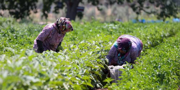Buca’da üreticinin ilk hasat coşkusu