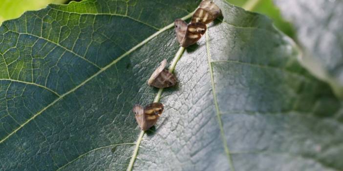 İstanbul'da vampir kelebekler halkı bezdirdi