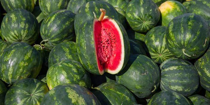 Karpuz üreticisi: 40 senedir ektiğim karpuzu bu sene ekemedim