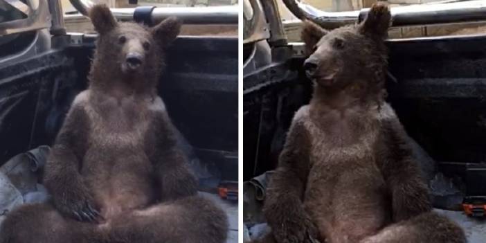 Acı balı fazla kaçıran ayı sarhoş oldu