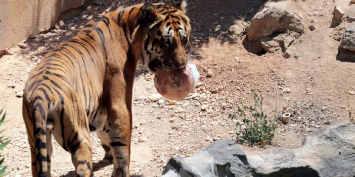 40 dereceyi aşan sıcaklarda hayvanlara buzlu kokteyl