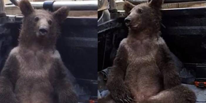 Acı balı fazla kaçıran ayının artık bir adı var