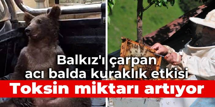 Balkız'ı çarpan acı balda kuraklık etkisi: Toksin miktarı artıyor