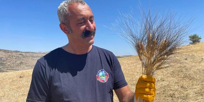 Karakılçık buğdayının hasadını Komünist Başkan Maçoğlu yaptı