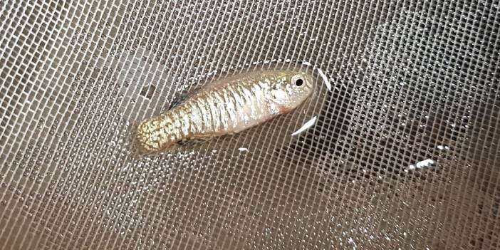 Nesli tükenmekte olan 5 endemik balık koruma altında