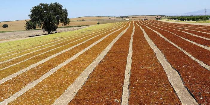 Üzüm üreticisinden Erdoğan'a: Ben ne yiyeceğim? Aç kalacağım