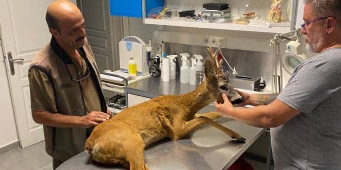 Yol kenarında yürüyemeyen karaca bulundu