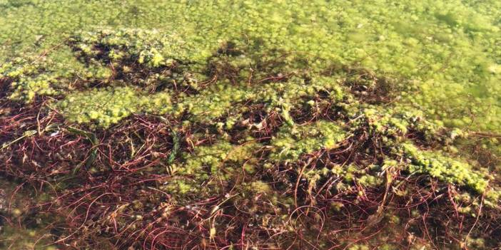 Su kaynaklarında siyanobakteri tehlikesi