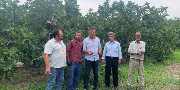 15 liraya mal edilen siyah incir 10 liraya satılamıyor