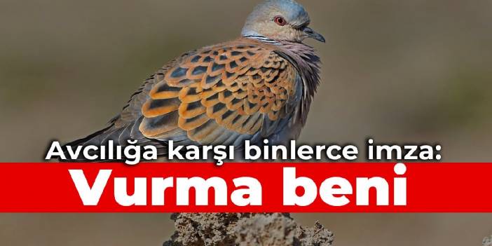 Avcılığa karşı binlerce imza: Vurma beni