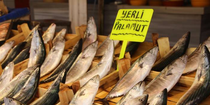 Son 50 yılın en iyi palamut sezonu