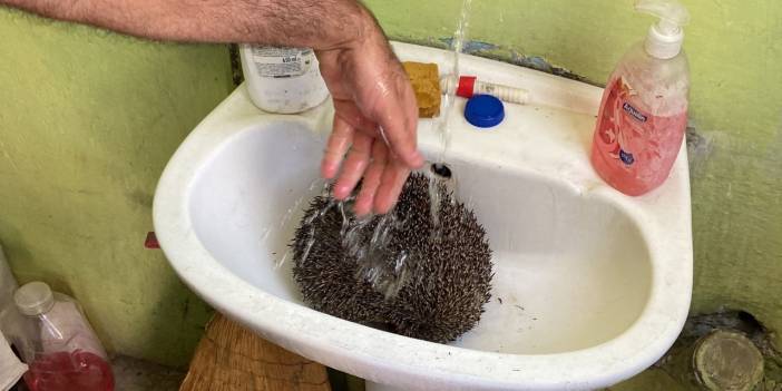 Alevlerin arasında kalan kirpi kurtarıldı