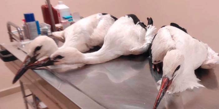 Mother stork electrocuted
