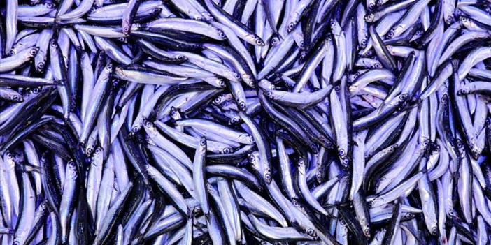 Hamsi severlere kötü haber