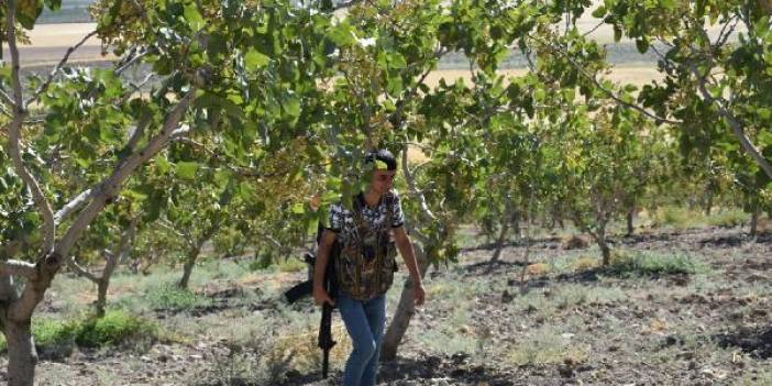 Kilosu 170 TL olan Antep fıstığı çalınmasın diye silahla nöbet tutuyorlar