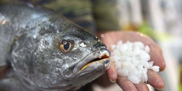 'Şifalı' olduğuna inanılan balıktaşının kilosu bin lira