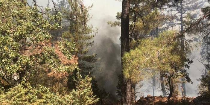 Antalya'da çıkan orman yangını, 2 saatte kontrol altına alındı
