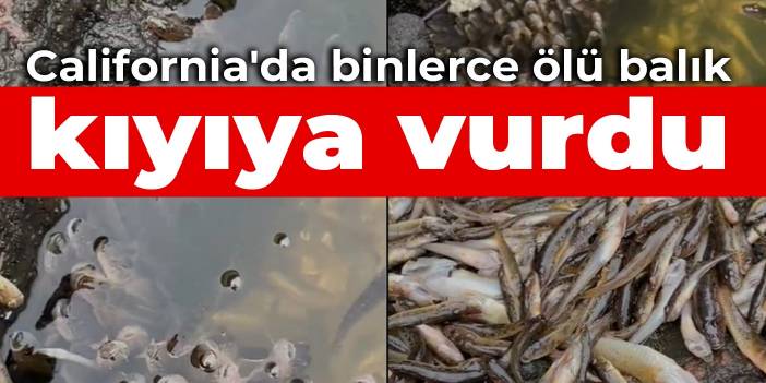 California'da binlerce ölü balık kıyıya vurdu